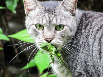 Close-up portrait of cat