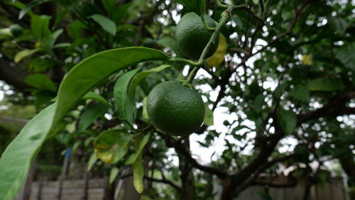 Low angle view of fruits growing on tree