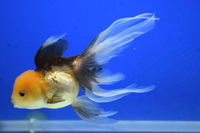 Close-up of fish swimming in aquarium