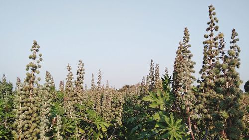 Scenic view of flowering plants against clear sky