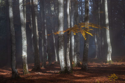 Trees in forest