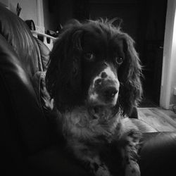 Portrait of dog relaxing at home