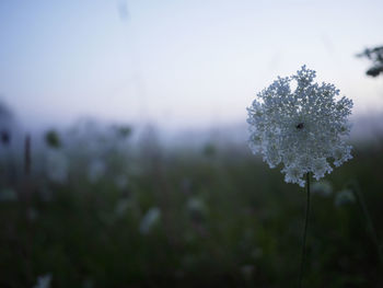 Close-up of frozen plant on field against sky