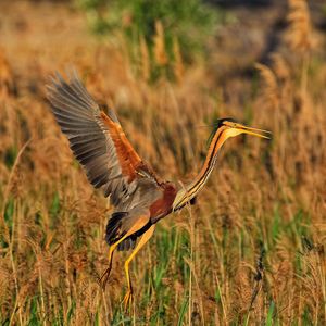 Close-up of bird flying over field