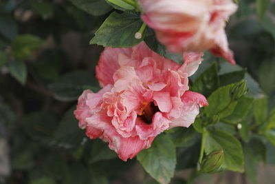 Close-up of pink flower