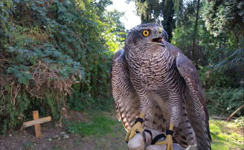 Close-up of falcon