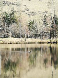 View of birds in lake