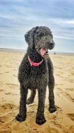 Full length of a dog on beach