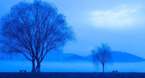 Bare trees on landscape against blue sky