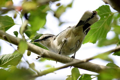 Low angle view of bird perching on tree