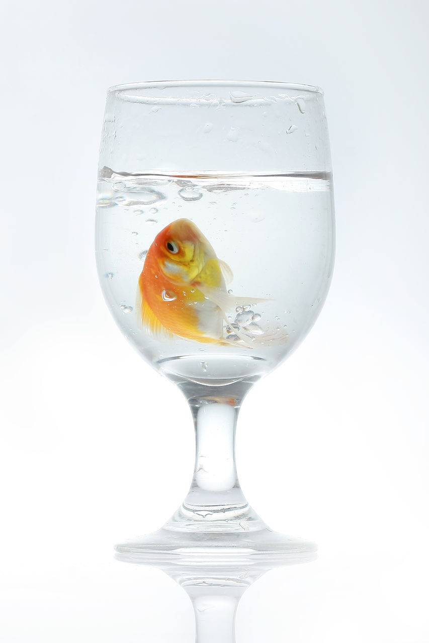 CLOSE-UP OF GLASS OVER WHITE BACKGROUND