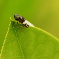 Close-up of fly on leaf