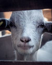 Close-up portrait of lamb in pen
