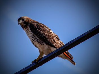 Low angle view of owl perching on clear blue sky