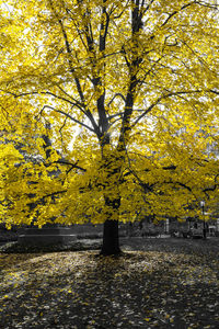 Trees in park during autumn