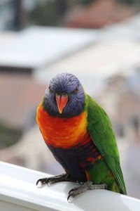 Close-up of parrot perching