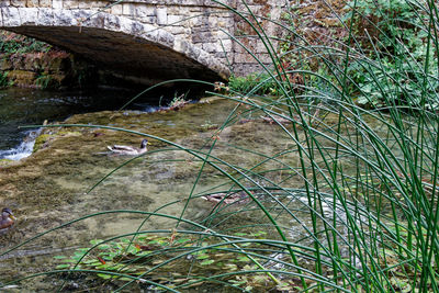 View of a reptile in a forest