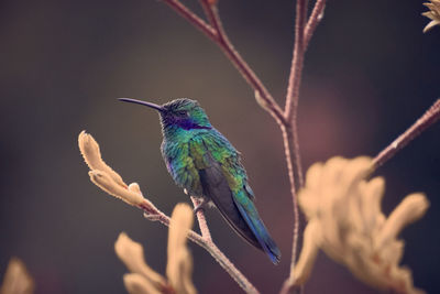 Close-up of bird perching on twig