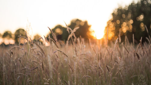 Close-up of wheat field against clear sky