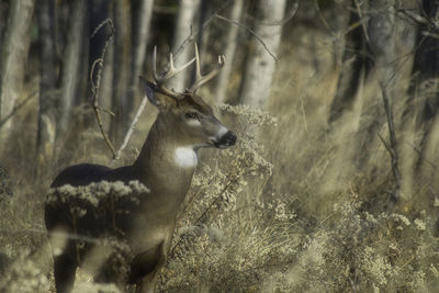 Deer standing in a forest