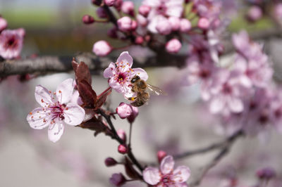 Close-up of bee on pink cherry blossom