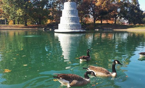 Ducks swimming on lake