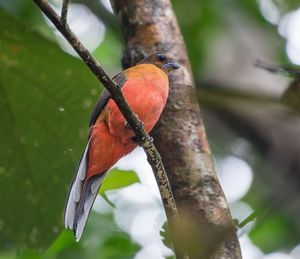Close-up of bird perching on tree