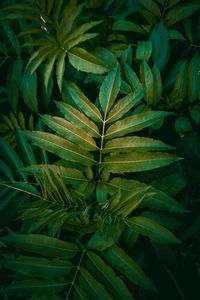 Full frame shot of fresh green leaves