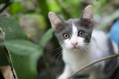 Close-up portrait of a kitten