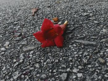 Close-up of red rose on road