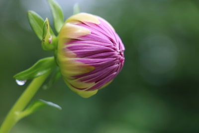 Close-up of pink rose flower