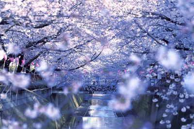 Low angle view of cherry tree during winter