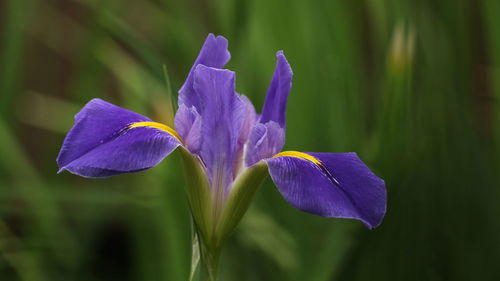 Close-up of purple iris blooming outdoors