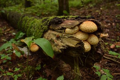 Mushroom growing on dead plant in forest