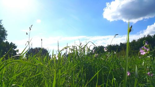 Plants growing on field against sky