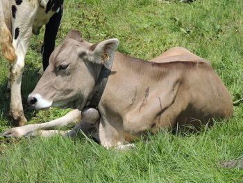 Cows on grassy field