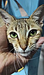 Close-up portrait of a cat