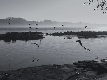 Flock of birds in sea