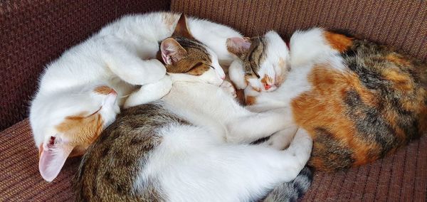 High angle view of cat sleeping