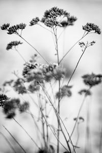 Low angle view of flower trees against sky