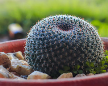 Close-up of succulent plant