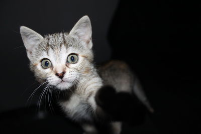 Close-up portrait of cat against black background