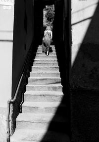 View of birds on staircase