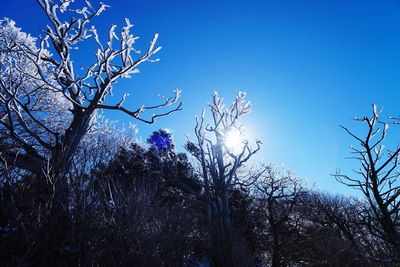 Low angle view of flower tree against blue sky