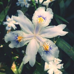 Close-up of white flower