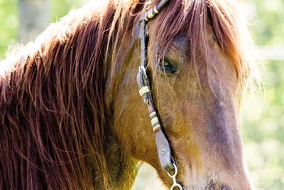 Close-up of horse