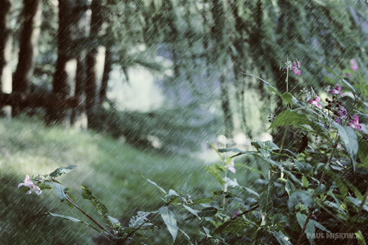 CLOSE-UP OF PLANT