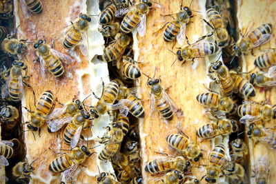 Close-up of bee on the wall