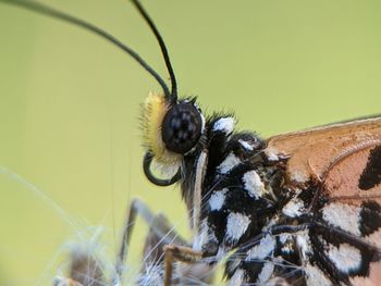 Close-up of butterfly pollinating flower