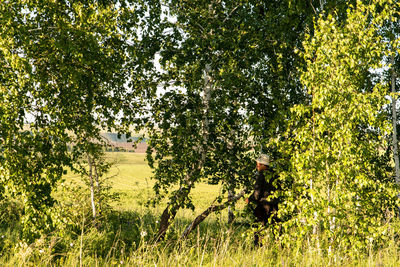 View of trees on field